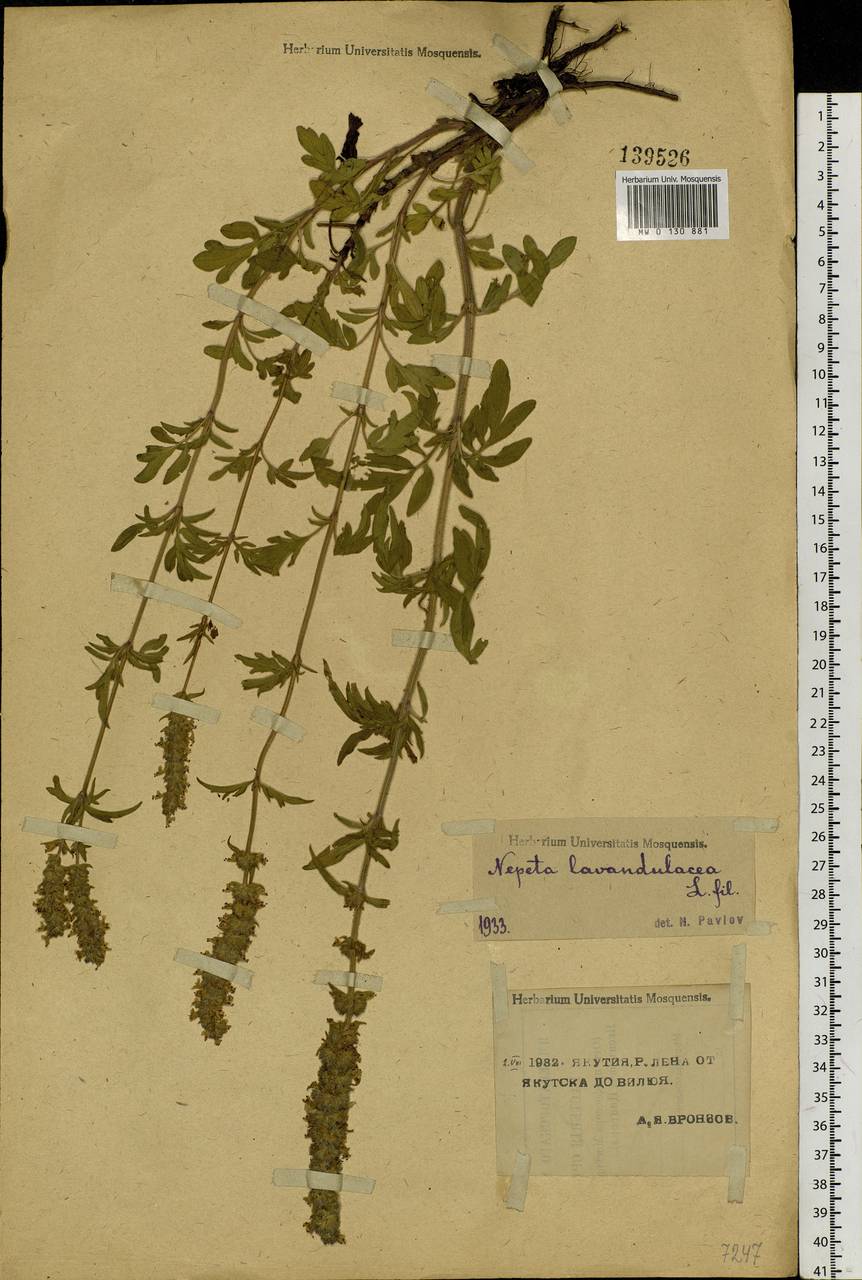 Nepeta multifida L., Siberia, Yakutia (S5) (Russia)