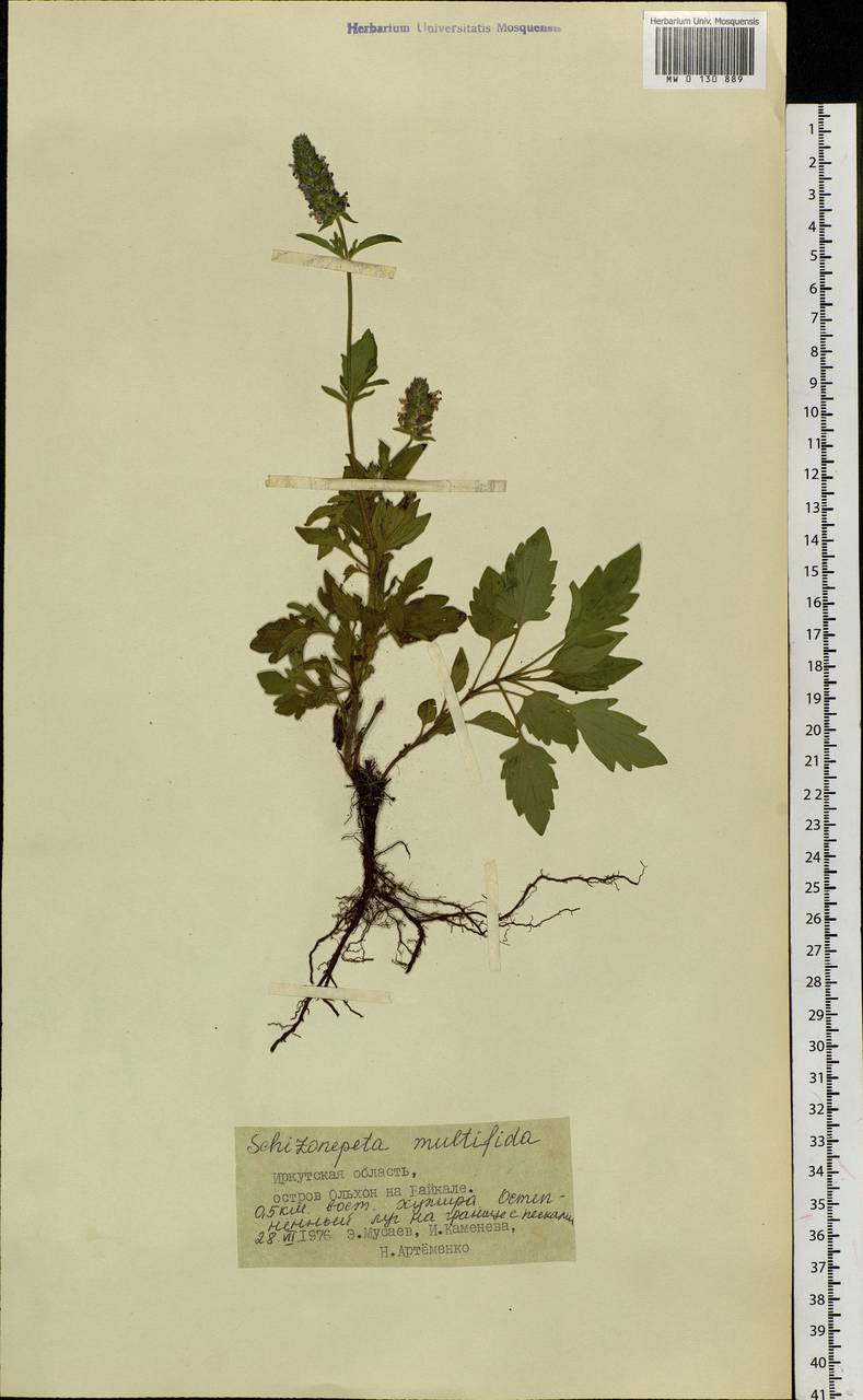 Schizonepeta multifida (L.) Briq., Siberia, Baikal & Transbaikal region (S4) (Russia)
