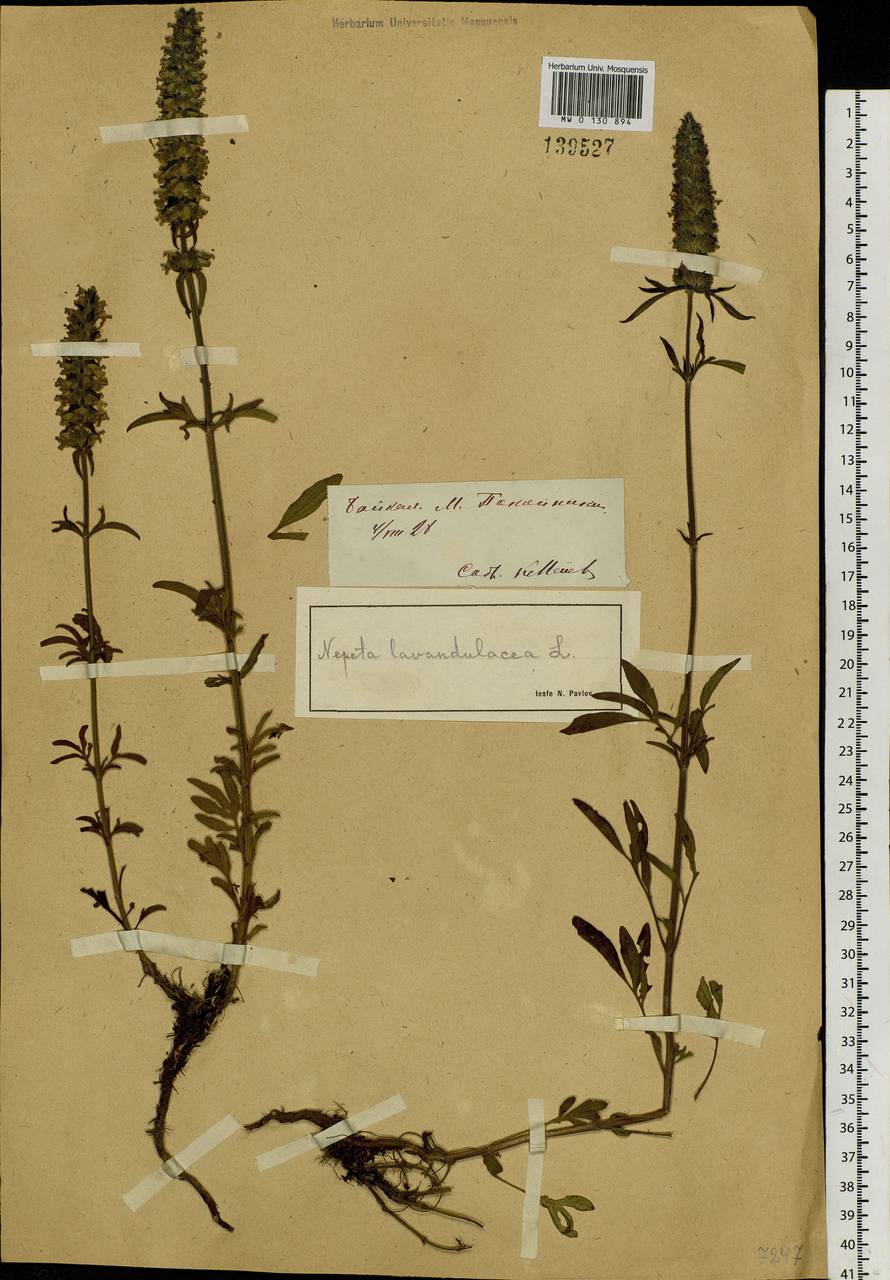 Nepeta multifida L., Siberia, Baikal & Transbaikal region (S4) (Russia)