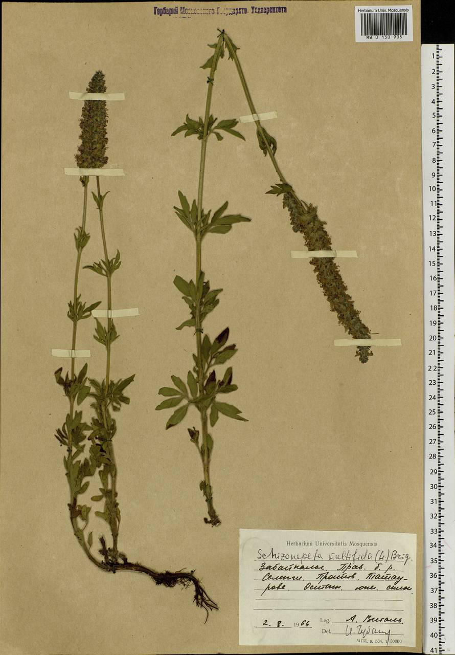 Nepeta multifida L., Siberia, Baikal & Transbaikal region (S4) (Russia)