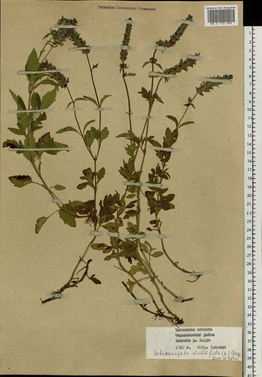 Schizonepeta multifida (L.) Briq., Siberia, Baikal & Transbaikal region (S4) (Russia)