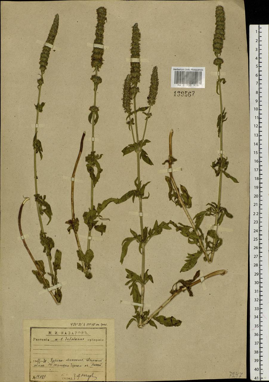 Nepeta multifida L., Siberia, Baikal & Transbaikal region (S4) (Russia)