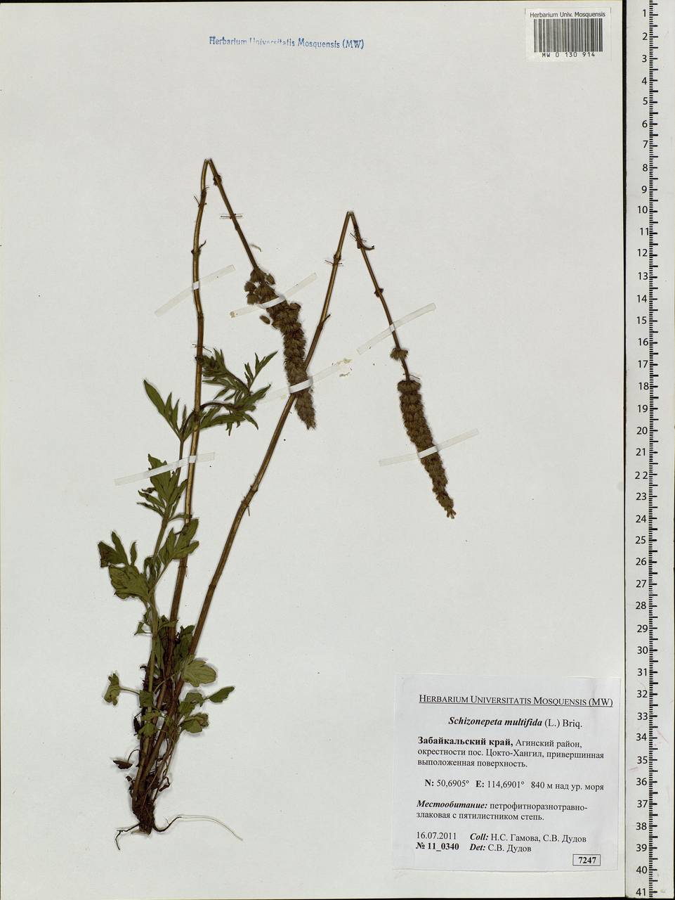 Schizonepeta multifida (L.) Briq., Siberia, Baikal & Transbaikal region (S4) (Russia)