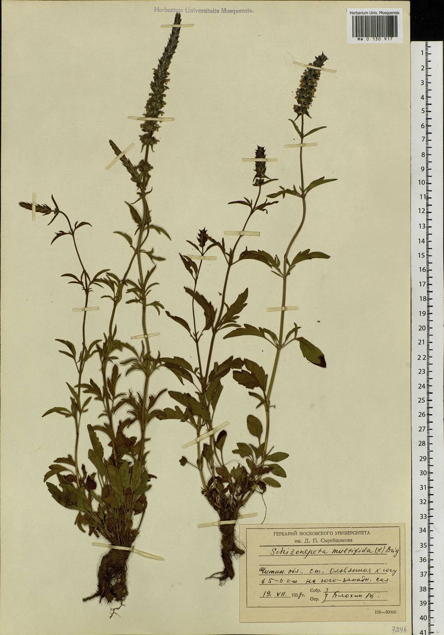 Schizonepeta multifida (L.) Briq., Siberia, Baikal & Transbaikal region (S4) (Russia)