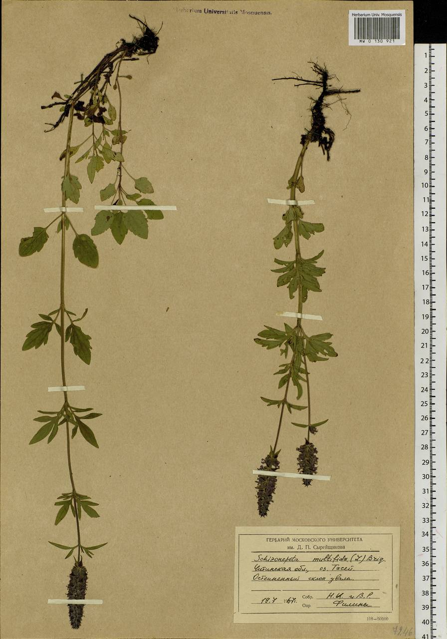 Nepeta multifida L., Siberia, Baikal & Transbaikal region (S4) (Russia)