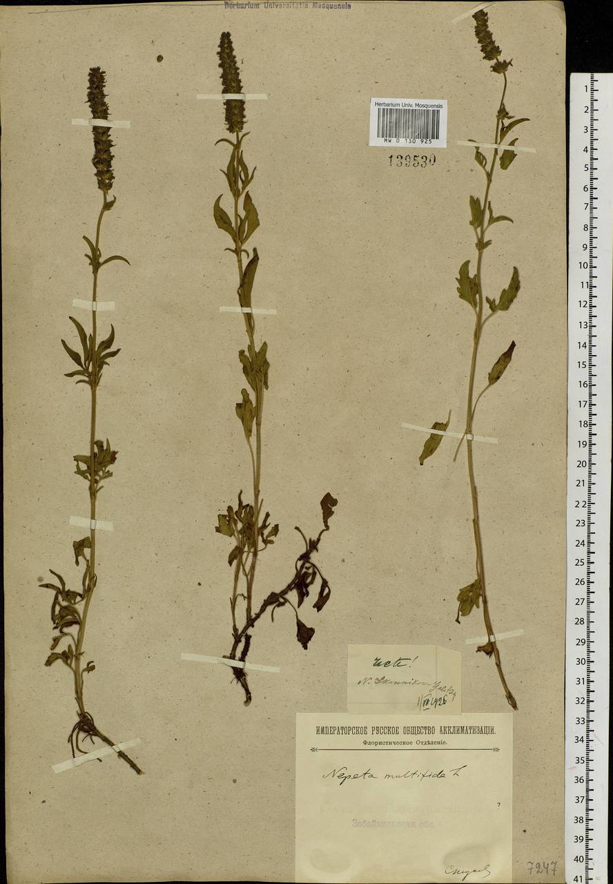 Schizonepeta multifida (L.) Briq., Siberia, Baikal & Transbaikal region (S4) (Russia)