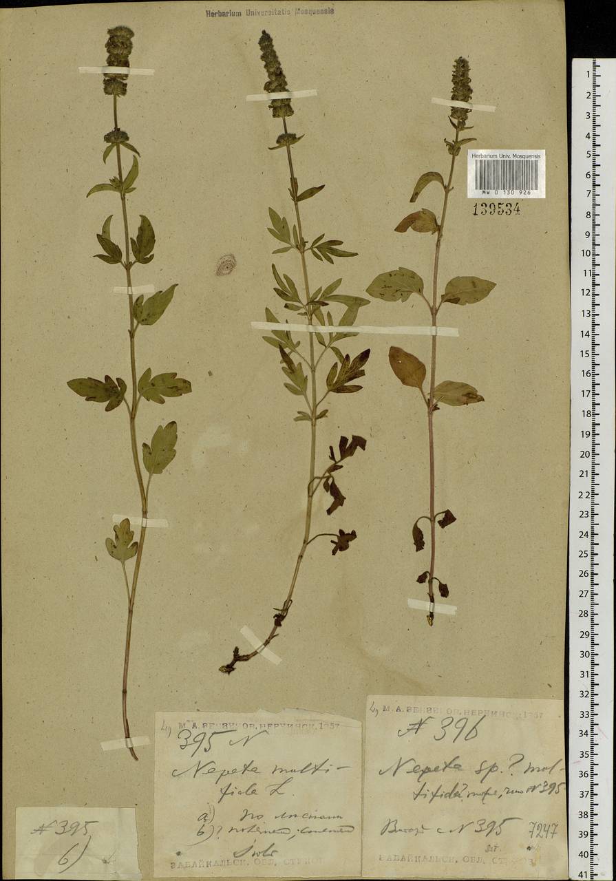 Nepeta multifida L., Siberia, Baikal & Transbaikal region (S4) (Russia)