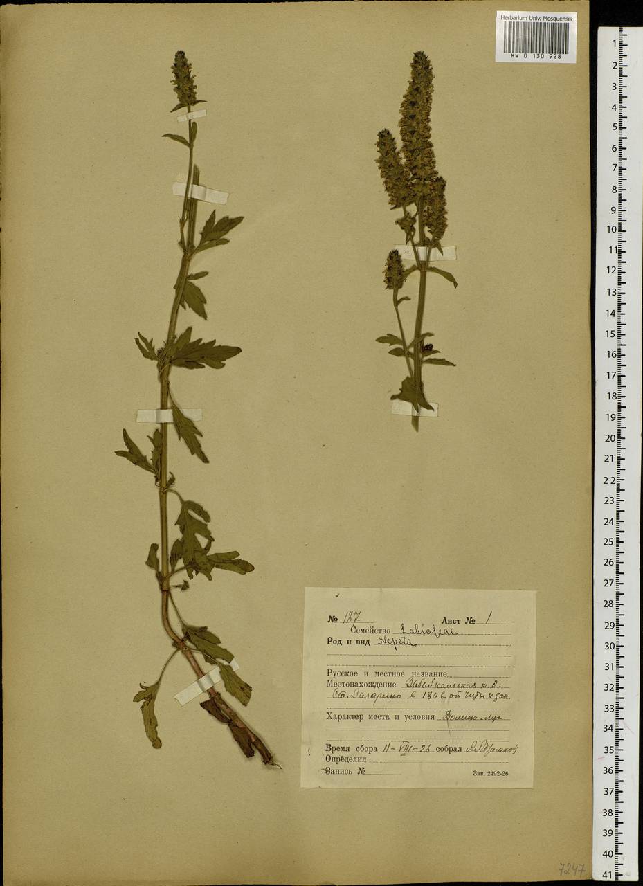 Schizonepeta multifida (L.) Briq., Siberia, Baikal & Transbaikal region (S4) (Russia)
