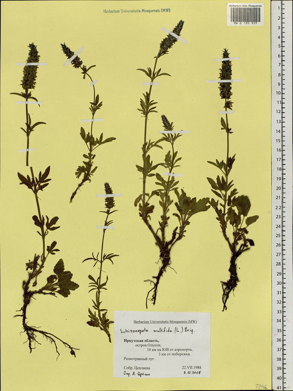 Nepeta multifida L., Siberia, Baikal & Transbaikal region (S4) (Russia)