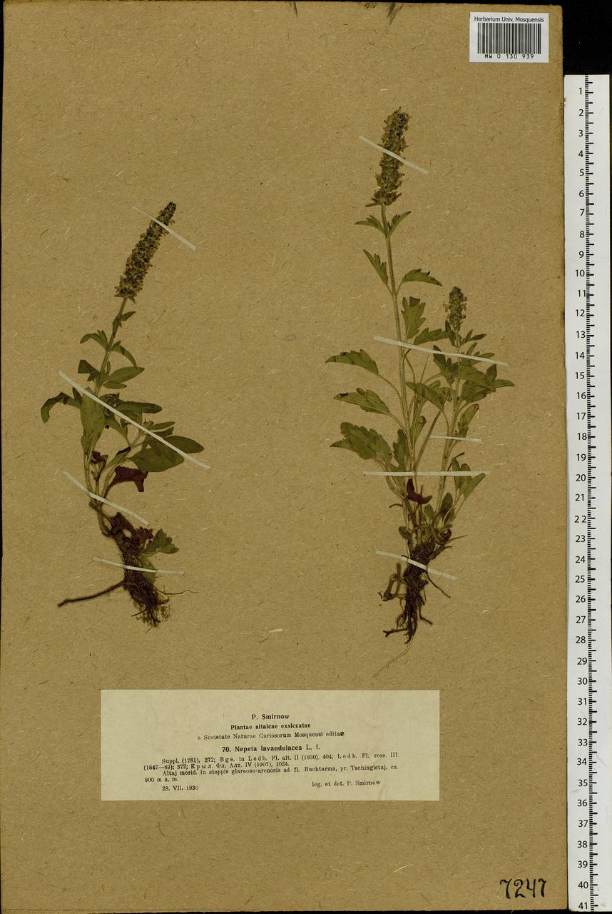 Nepeta multifida L., Siberia, Western (Kazakhstan) Altai Mountains (S2a) (Kazakhstan)