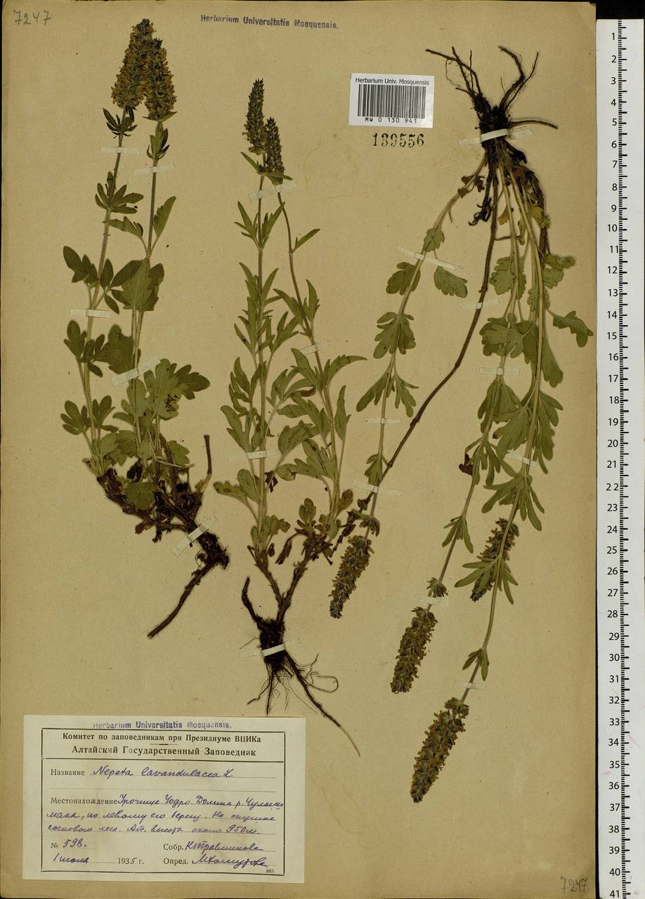 Schizonepeta multifida (L.) Briq., Siberia, Altai & Sayany Mountains (S2) (Russia)