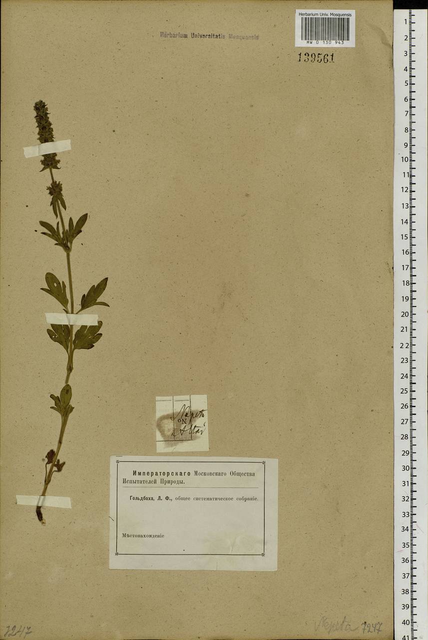 Nepeta multifida L., Siberia, Altai & Sayany Mountains (S2) (Russia)