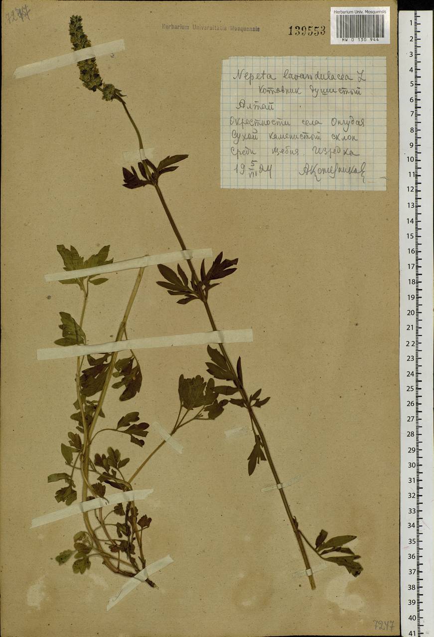 Nepeta multifida L., Siberia, Altai & Sayany Mountains (S2) (Russia)