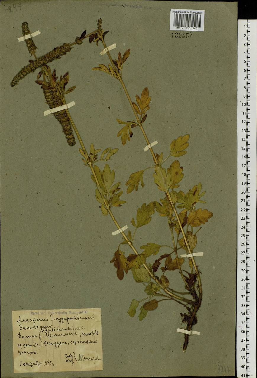 Nepeta multifida L., Siberia, Altai & Sayany Mountains (S2) (Russia)