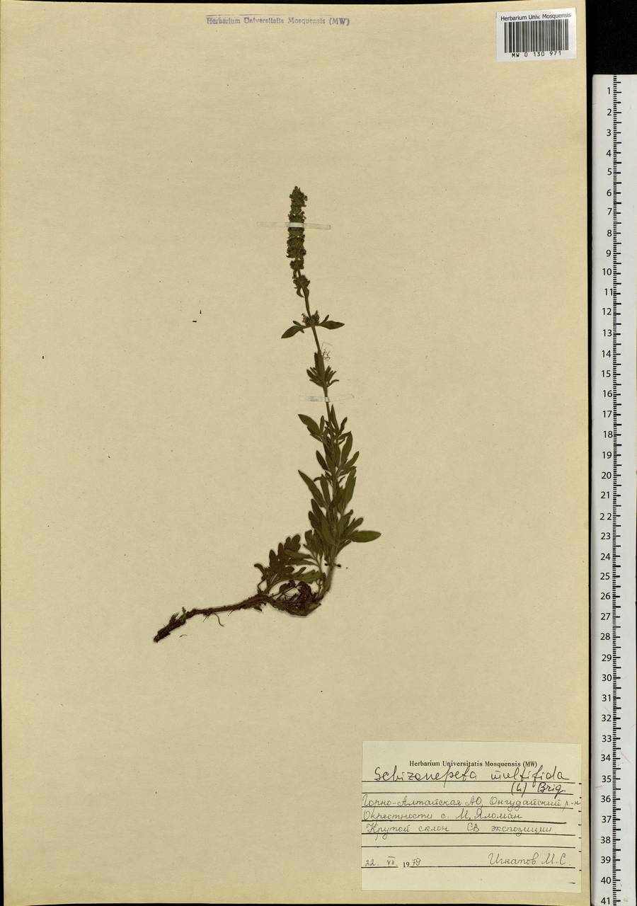 Schizonepeta multifida (L.) Briq., Siberia, Altai & Sayany Mountains (S2) (Russia)
