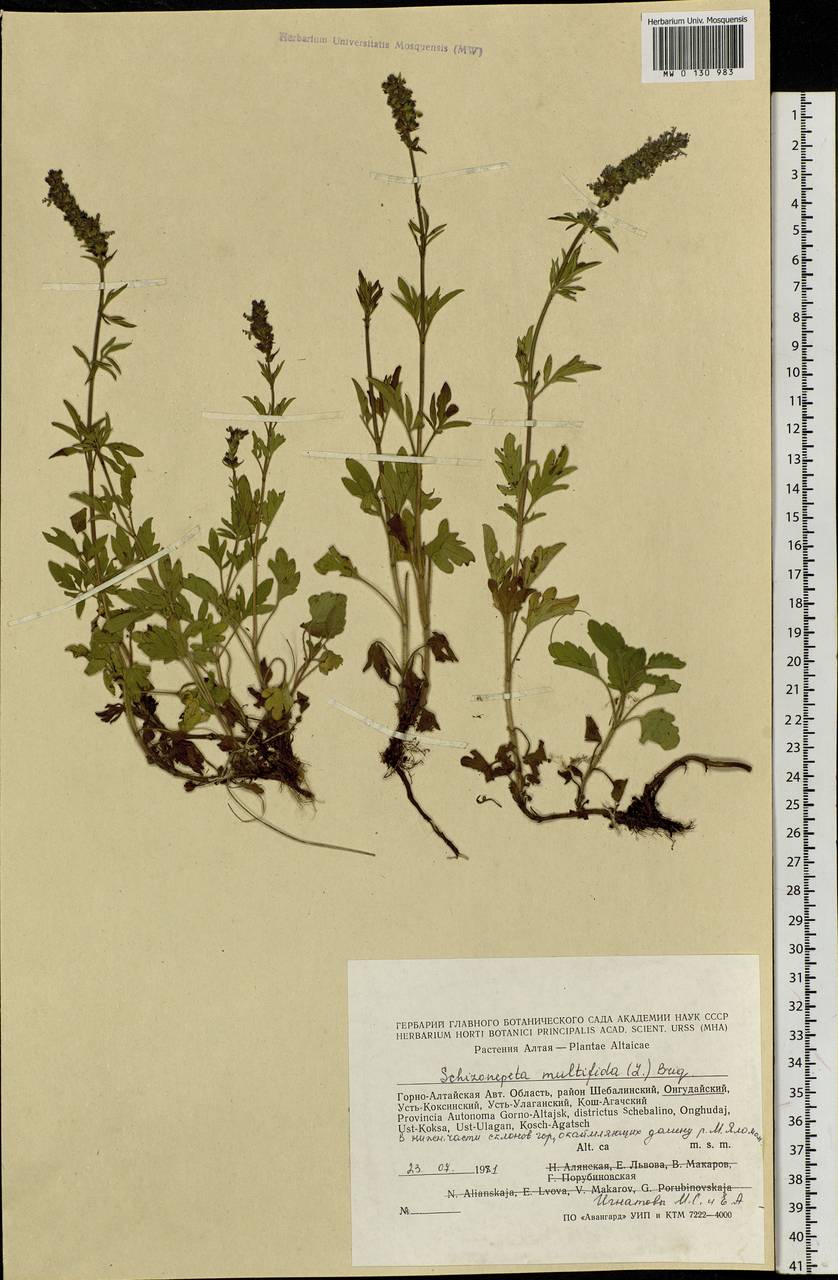 Schizonepeta multifida (L.) Briq., Siberia, Altai & Sayany Mountains (S2) (Russia)
