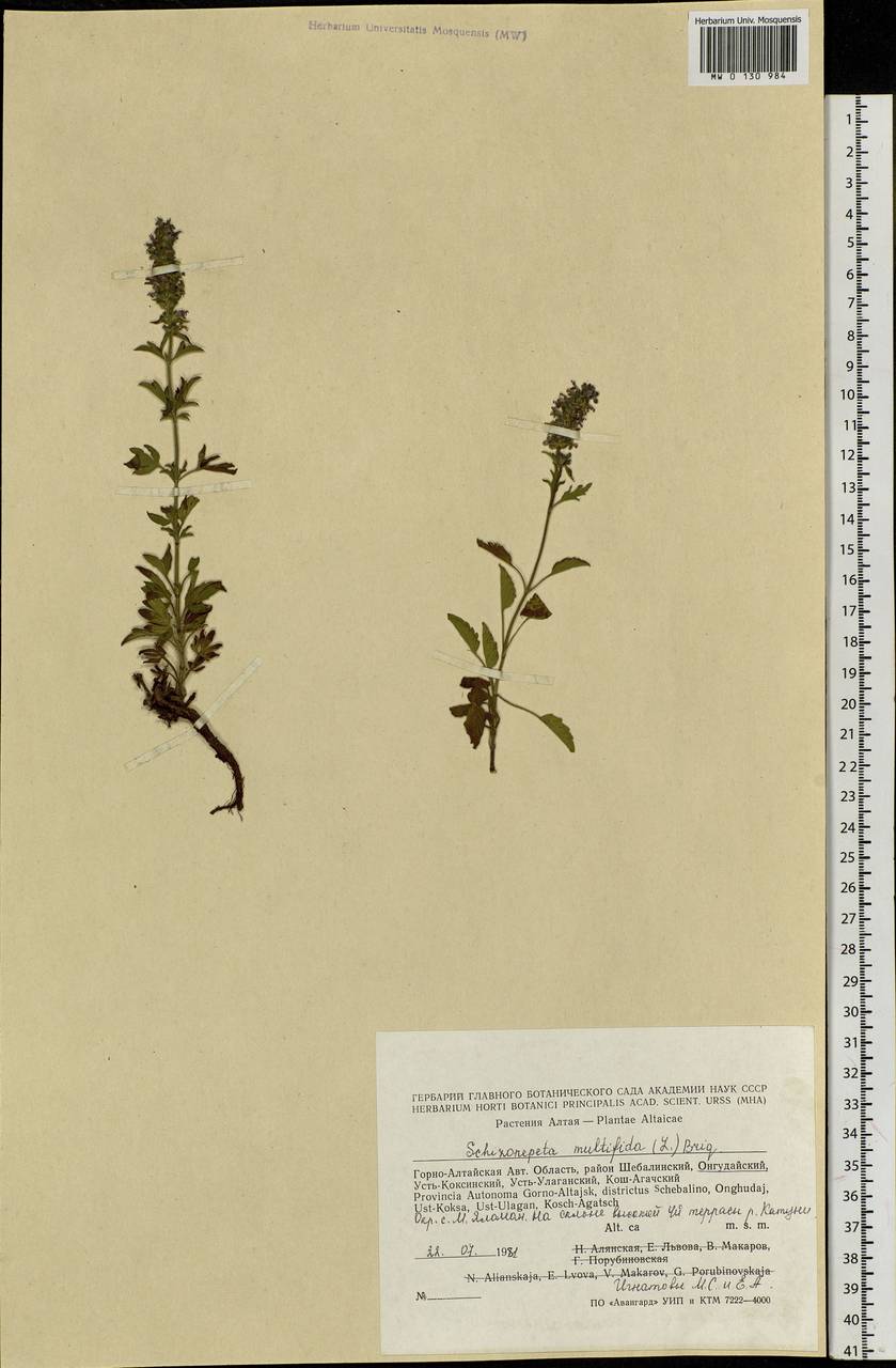 Nepeta multifida L., Siberia, Altai & Sayany Mountains (S2) (Russia)