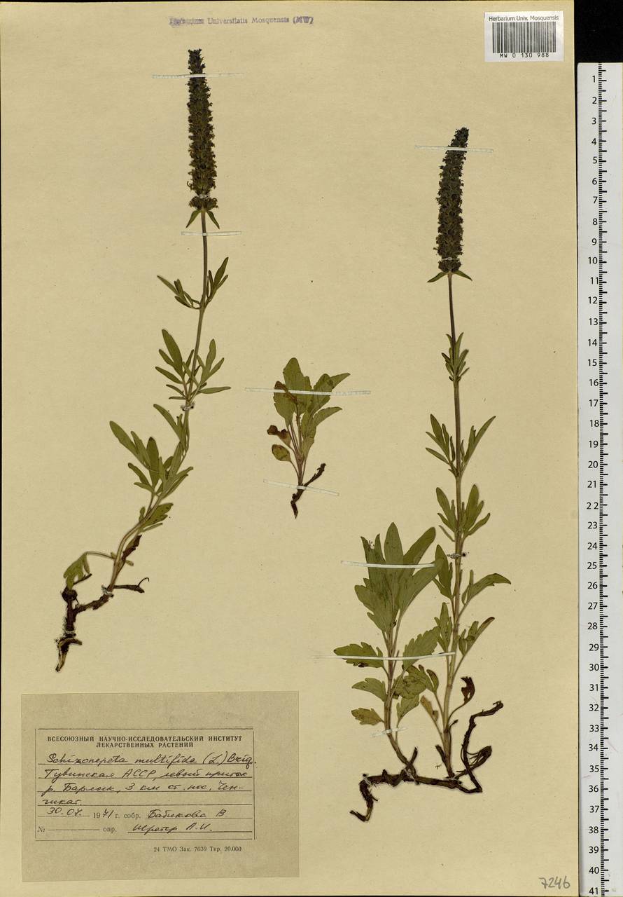 Schizonepeta multifida (L.) Briq., Siberia, Altai & Sayany Mountains (S2) (Russia)