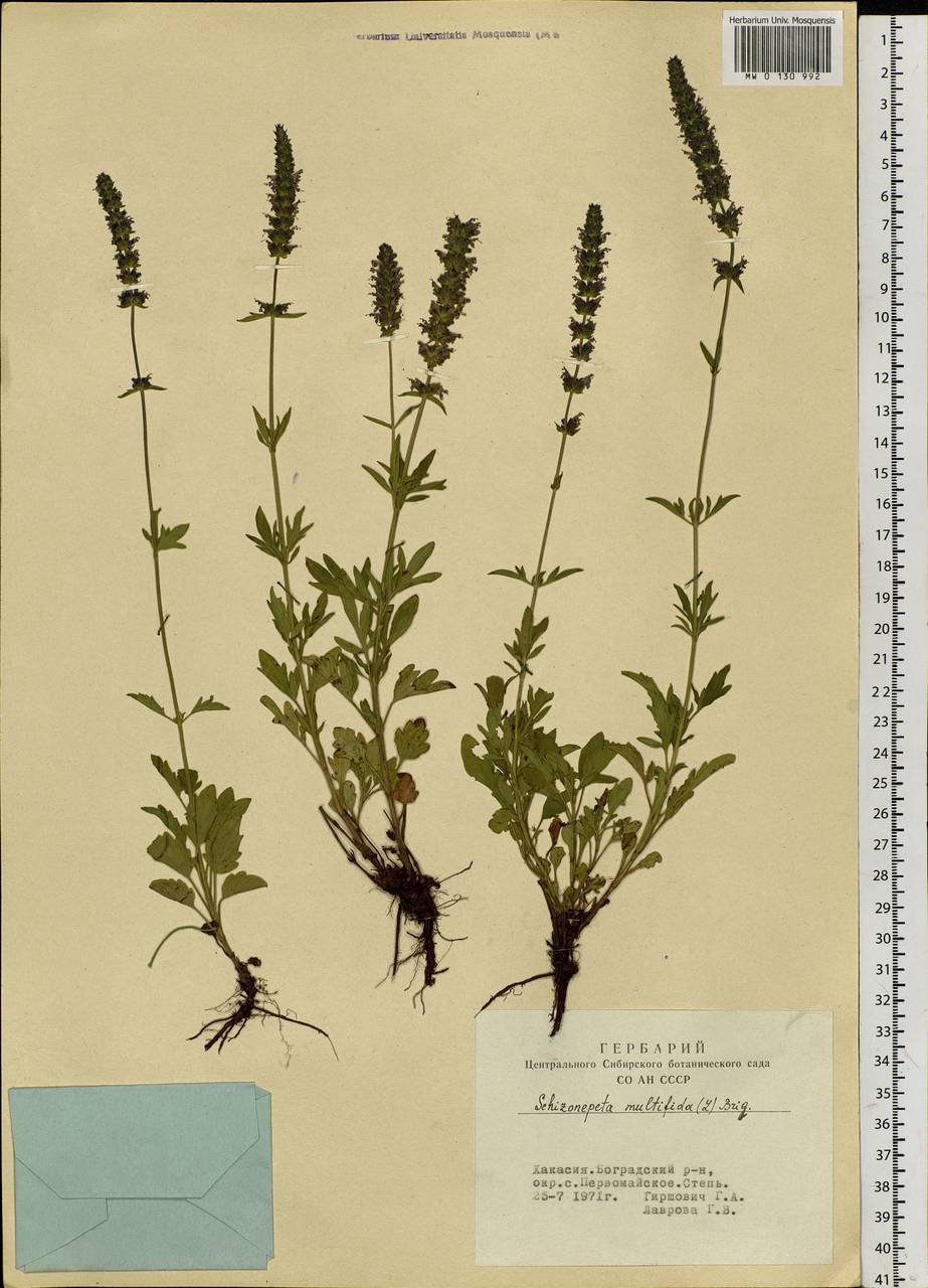 Schizonepeta multifida (L.) Briq., Siberia, Altai & Sayany Mountains (S2) (Russia)