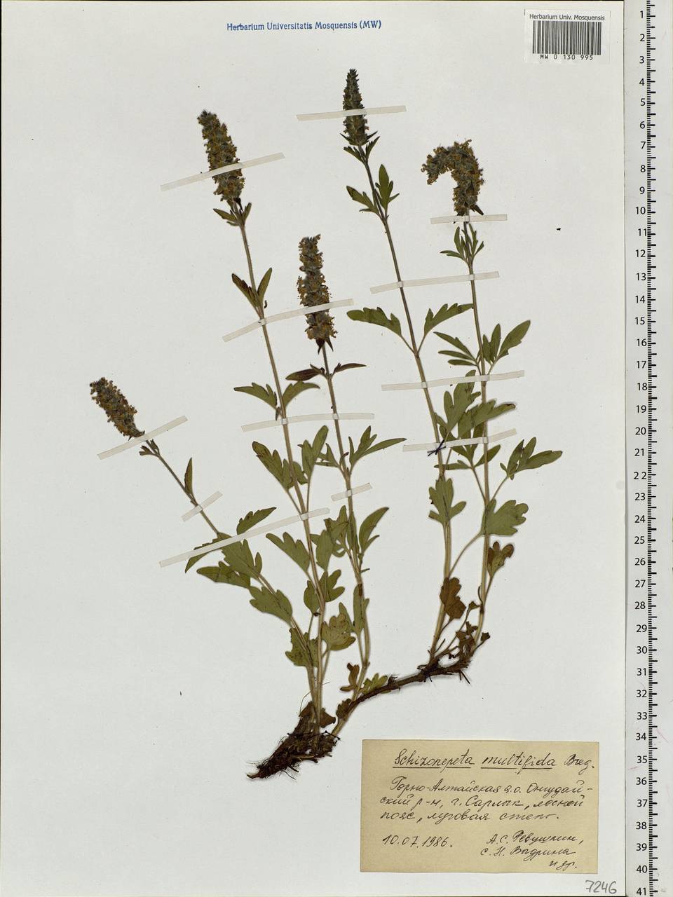 Nepeta multifida L., Siberia, Altai & Sayany Mountains (S2) (Russia)