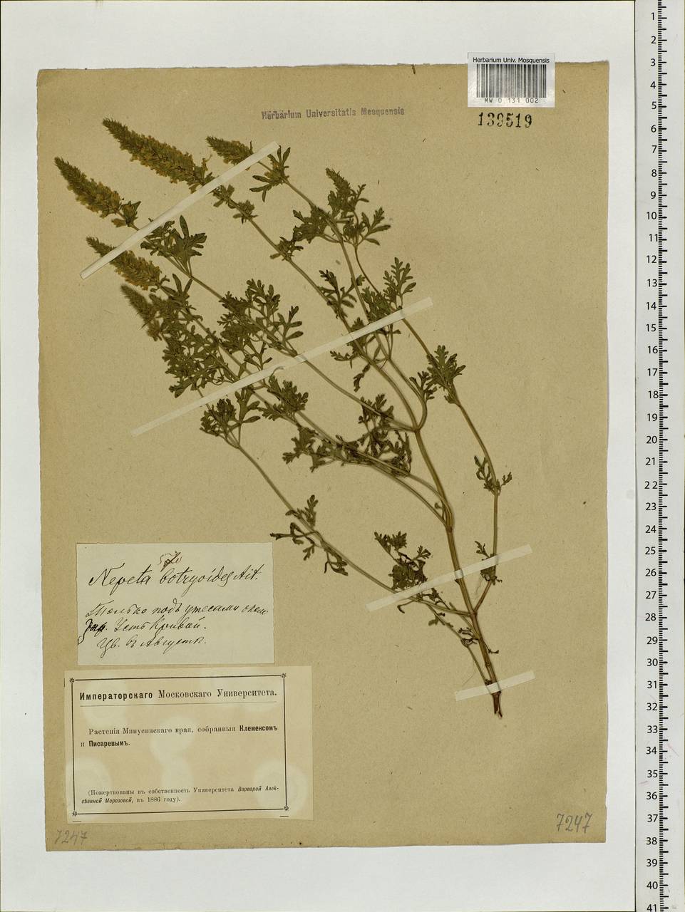 Schizonepeta annua (Pall.) Schischk., Siberia, Altai & Sayany Mountains (S2) (Russia)