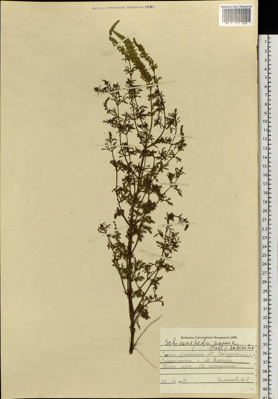 Nepeta annua Pall., Siberia, Altai & Sayany Mountains (S2) (Russia)