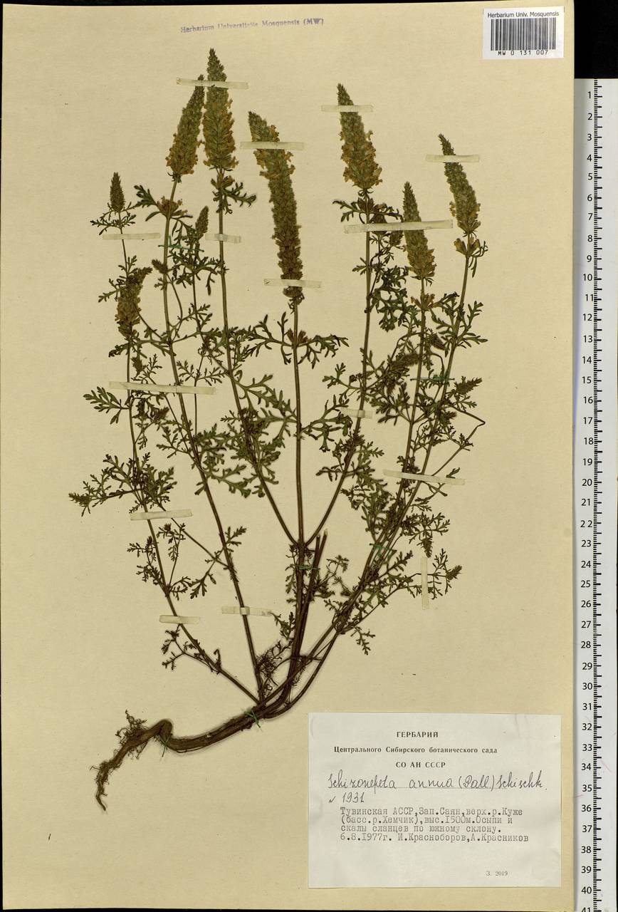 Schizonepeta annua (Pall.) Schischk., Siberia, Altai & Sayany Mountains (S2) (Russia)