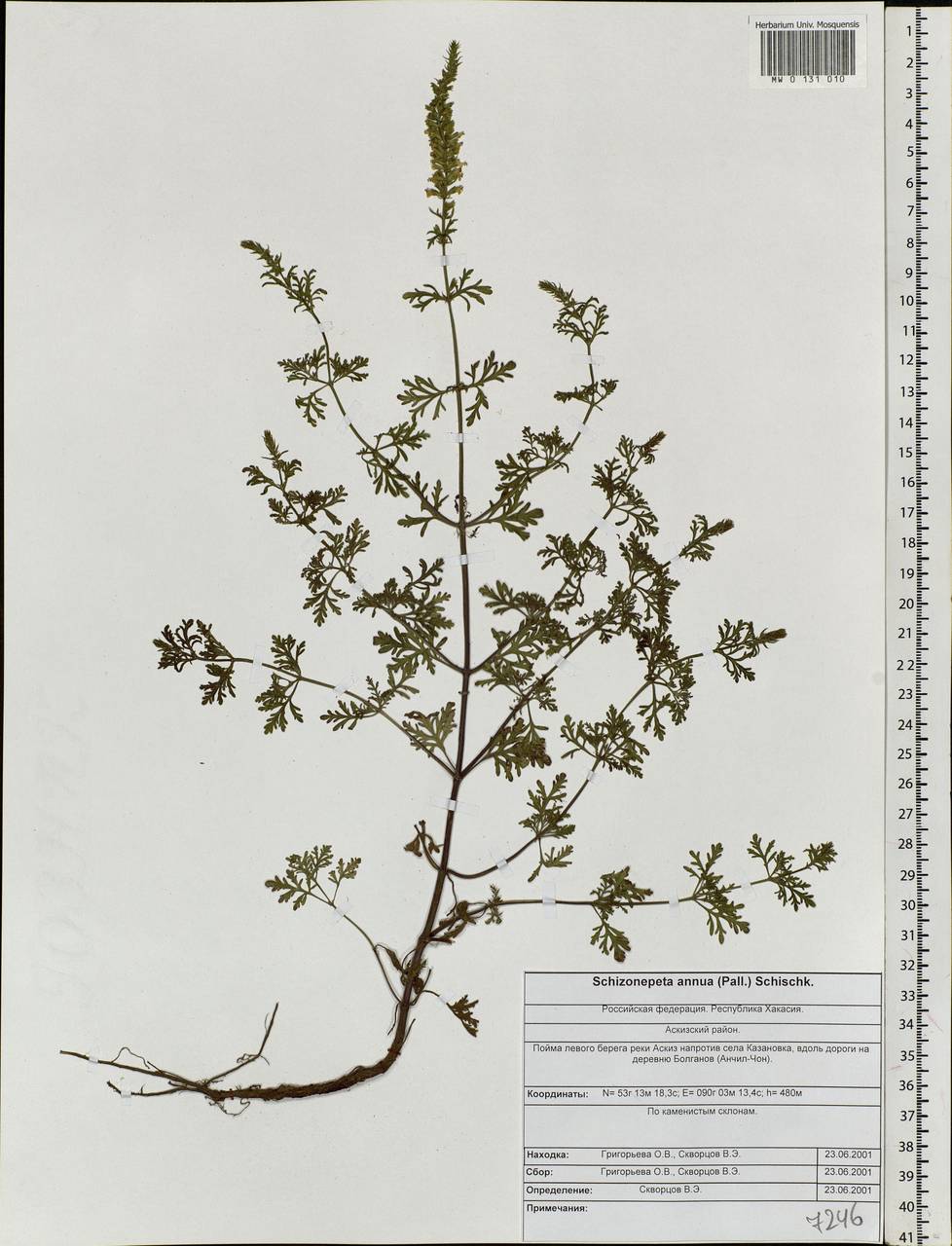 Nepeta annua Pall., Siberia, Altai & Sayany Mountains (S2) (Russia)