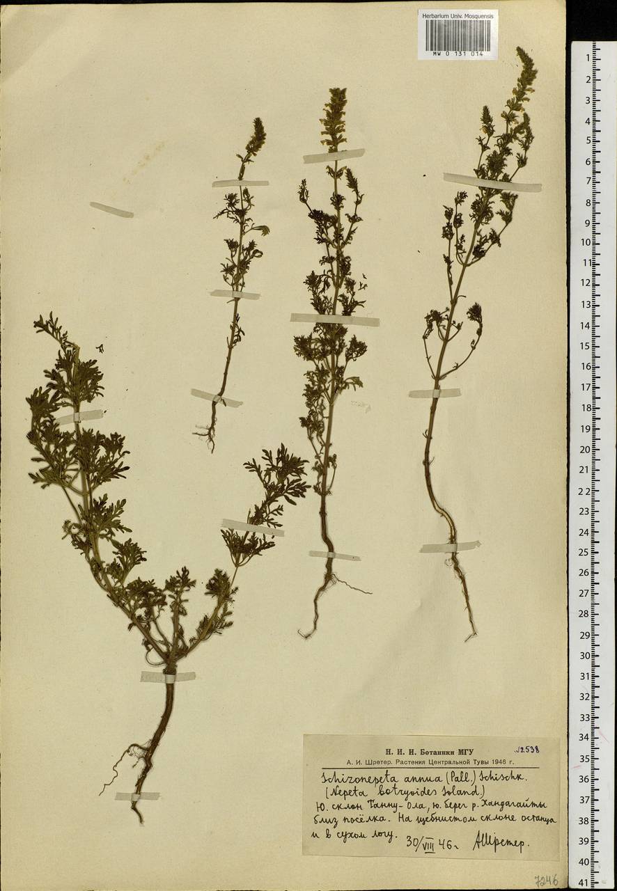 Nepeta annua Pall., Siberia, Altai & Sayany Mountains (S2) (Russia)