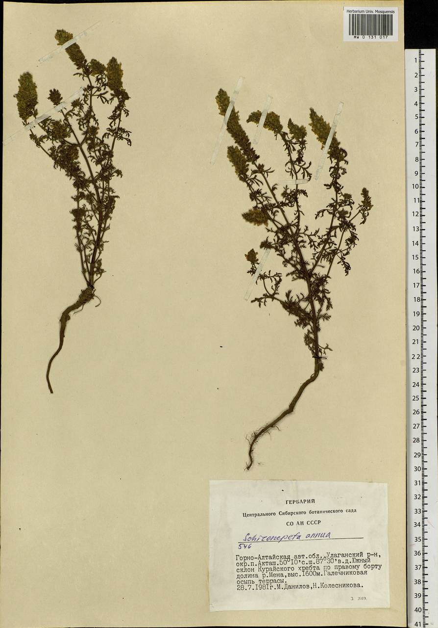 Schizonepeta annua (Pall.) Schischk., Siberia, Altai & Sayany Mountains (S2) (Russia)
