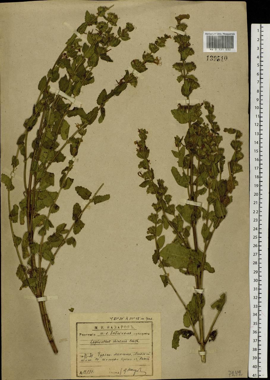 Nepeta lophanthus (L.) Fisch. ex Benth., Siberia, Baikal & Transbaikal region (S4) (Russia)