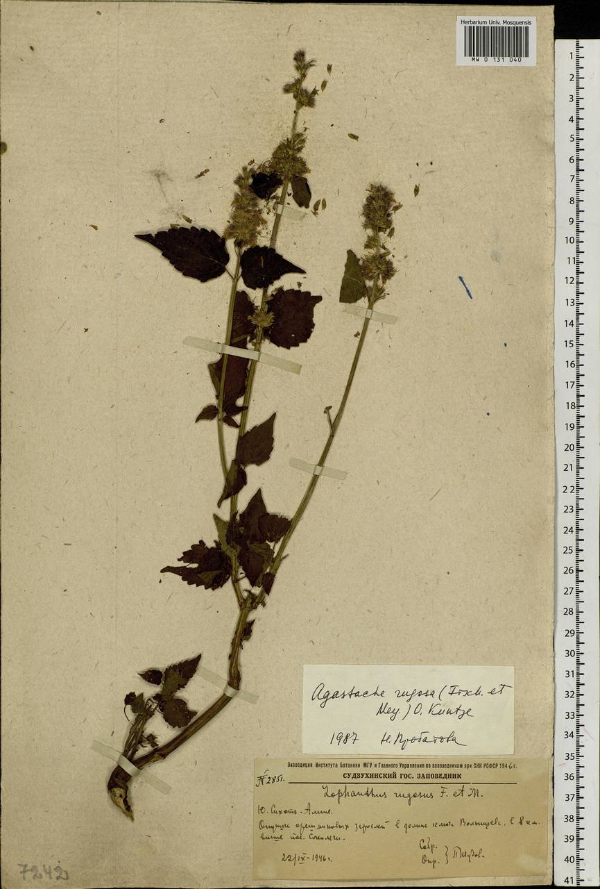 Agastache rugosa (Fisch. & C.A.Mey.) Kuntze, Siberia, Russian Far East (S6) (Russia)