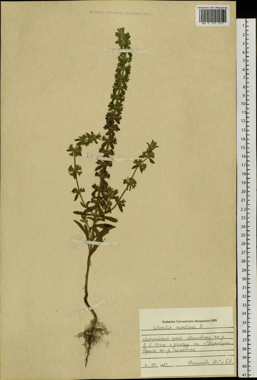 Sideritis montana L., Siberia, Altai & Sayany Mountains (S2) (Russia)