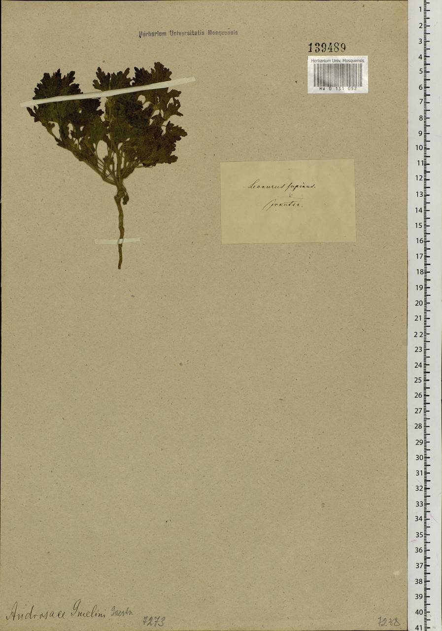 Lagopsis supina (Stephan ex Willd.) Ikonn.-Gal., Siberia, Baikal & Transbaikal region (S4) (Russia)