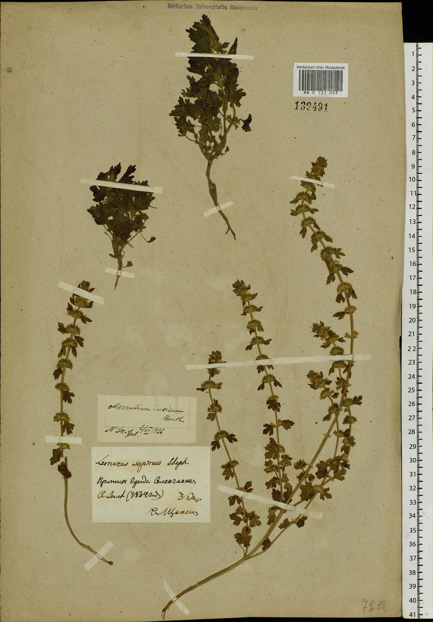 Lagopsis supina (Stephan ex Willd.) Ikonn.-Gal., Siberia, Baikal & Transbaikal region (S4) (Russia)