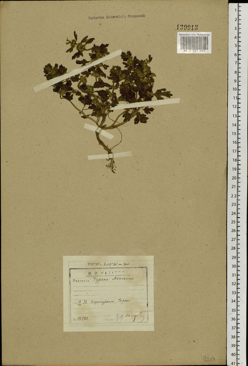 Lagopsis supina (Steph. ex Willd.) Ikonn.-Gal., Siberia, Baikal & Transbaikal region (S4) (Russia)