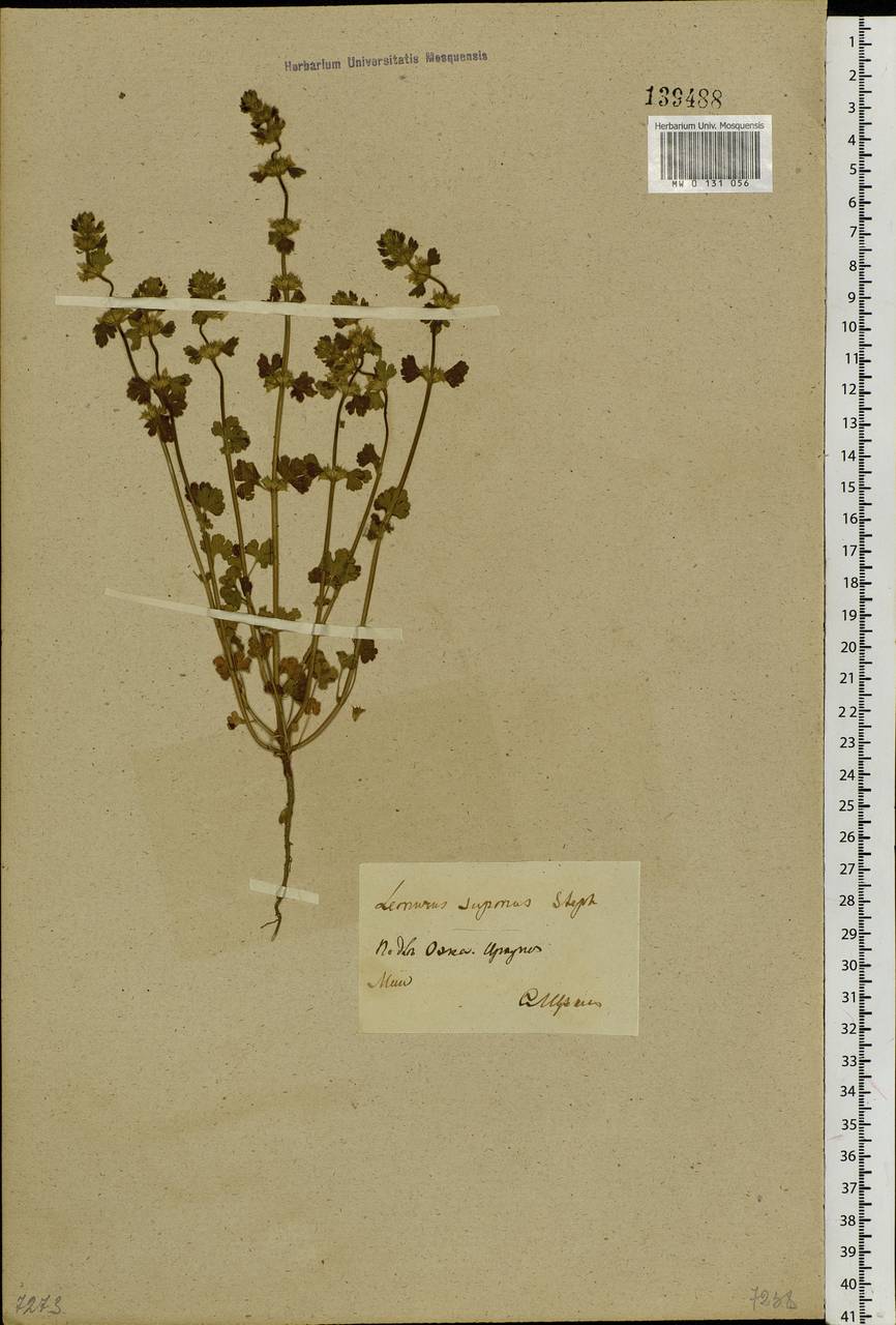 Lagopsis supina (Stephan ex Willd.) Ikonn.-Gal., Siberia, Baikal & Transbaikal region (S4) (Russia)