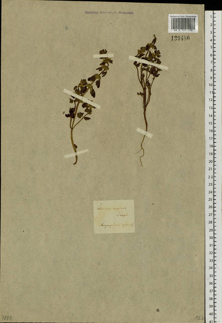 Lagopsis supina (Stephan ex Willd.) Ikonn.-Gal., Siberia, Baikal & Transbaikal region (S4) (Russia)