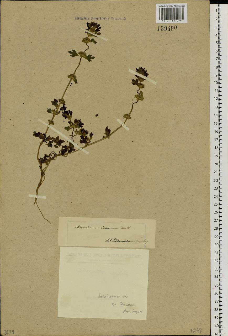 Lagopsis supina (Stephan ex Willd.) Ikonn.-Gal., Siberia, Baikal & Transbaikal region (S4) (Russia)