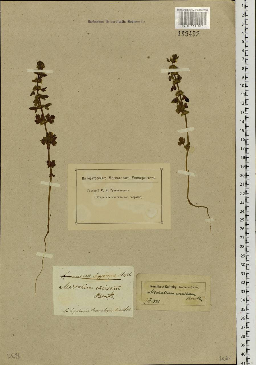 Lagopsis supina (Steph. ex Willd.) Ikonn.-Gal., Siberia, Baikal & Transbaikal region (S4) (Russia)