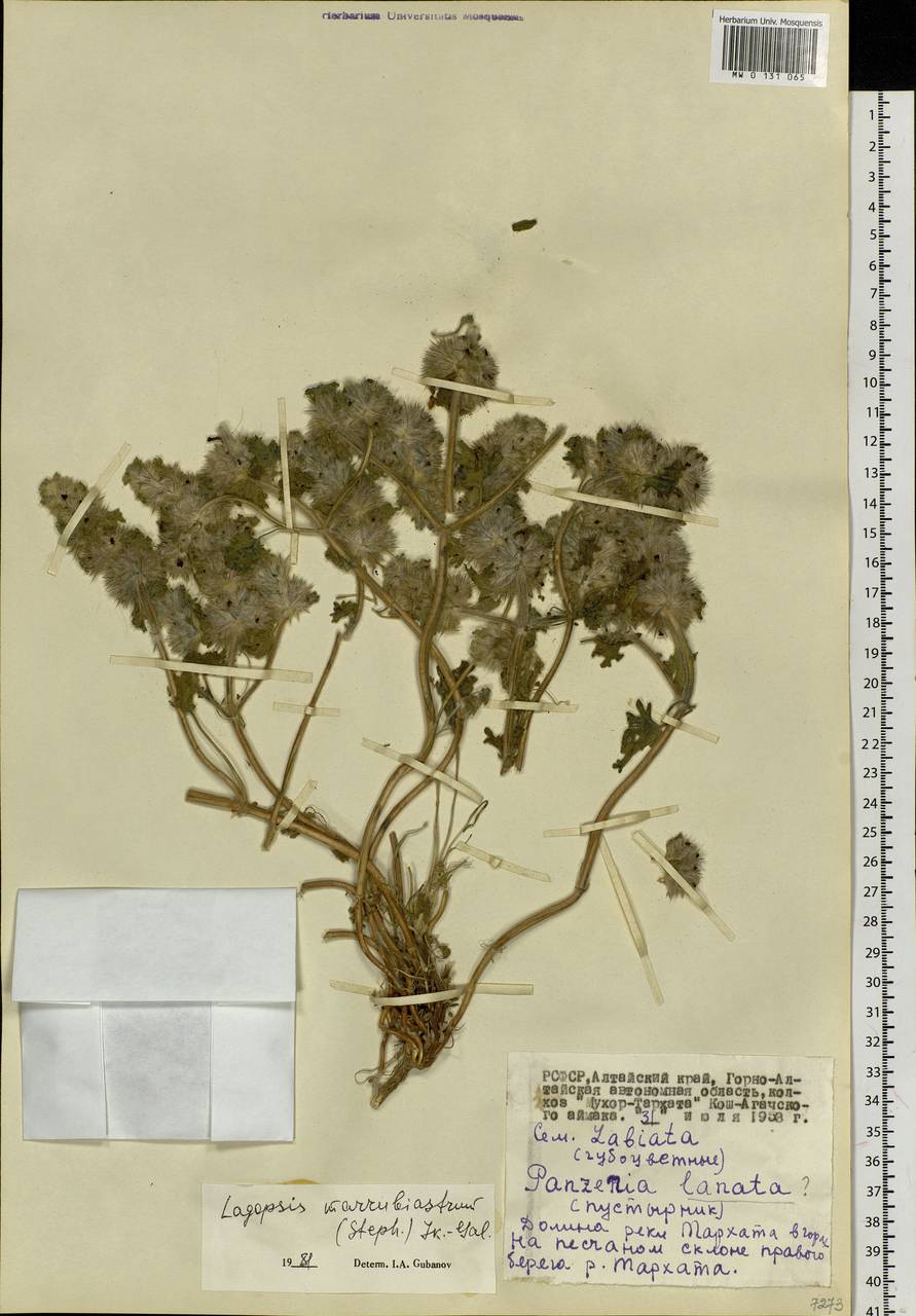 Lagopsis marrubiastrum (Stephan) Ikonn.-Gal., Siberia, Altai & Sayany Mountains (S2) (Russia)