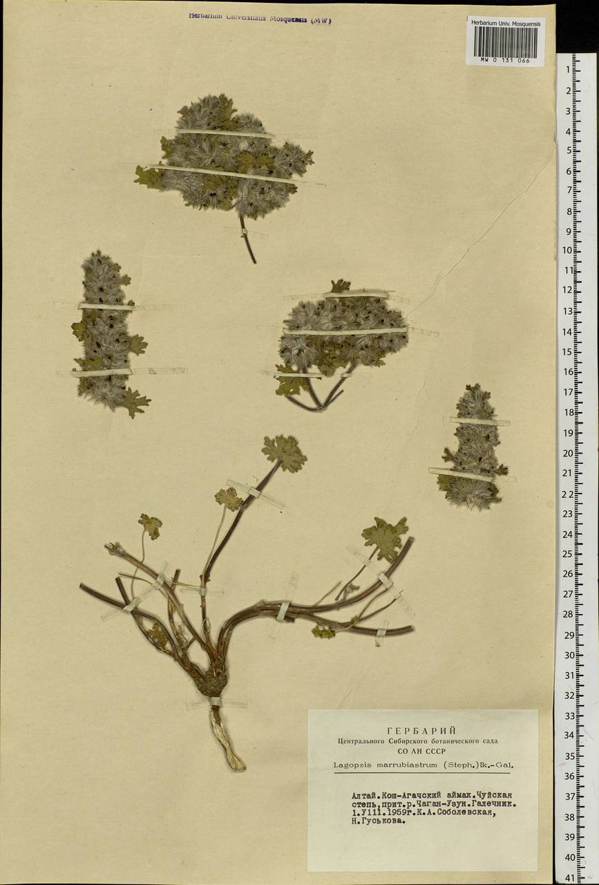 Lagopsis marrubiastrum (Stephan) Ikonn.-Gal., Siberia, Altai & Sayany Mountains (S2) (Russia)