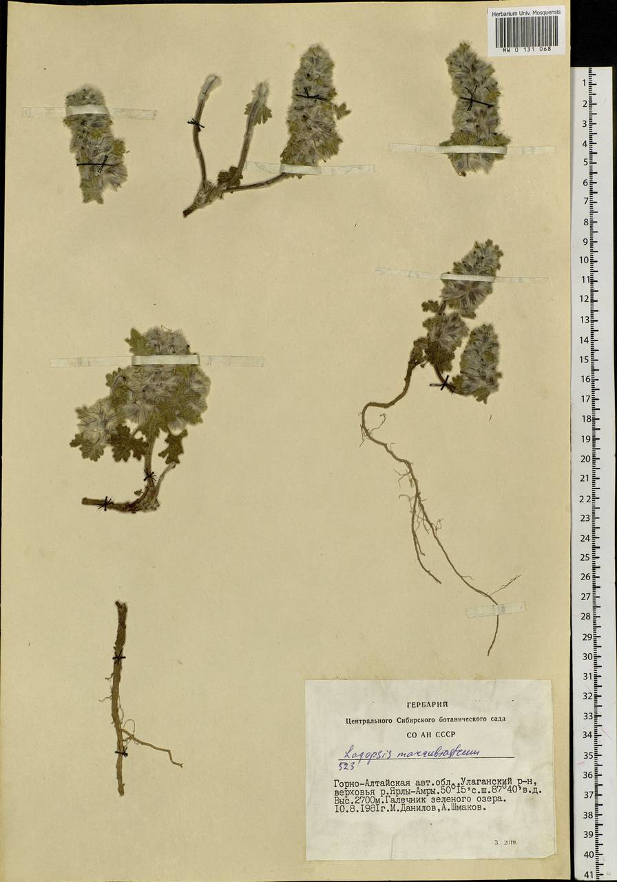 Lagopsis marrubiastrum (Stephan) Ikonn.-Gal., Siberia, Altai & Sayany Mountains (S2) (Russia)