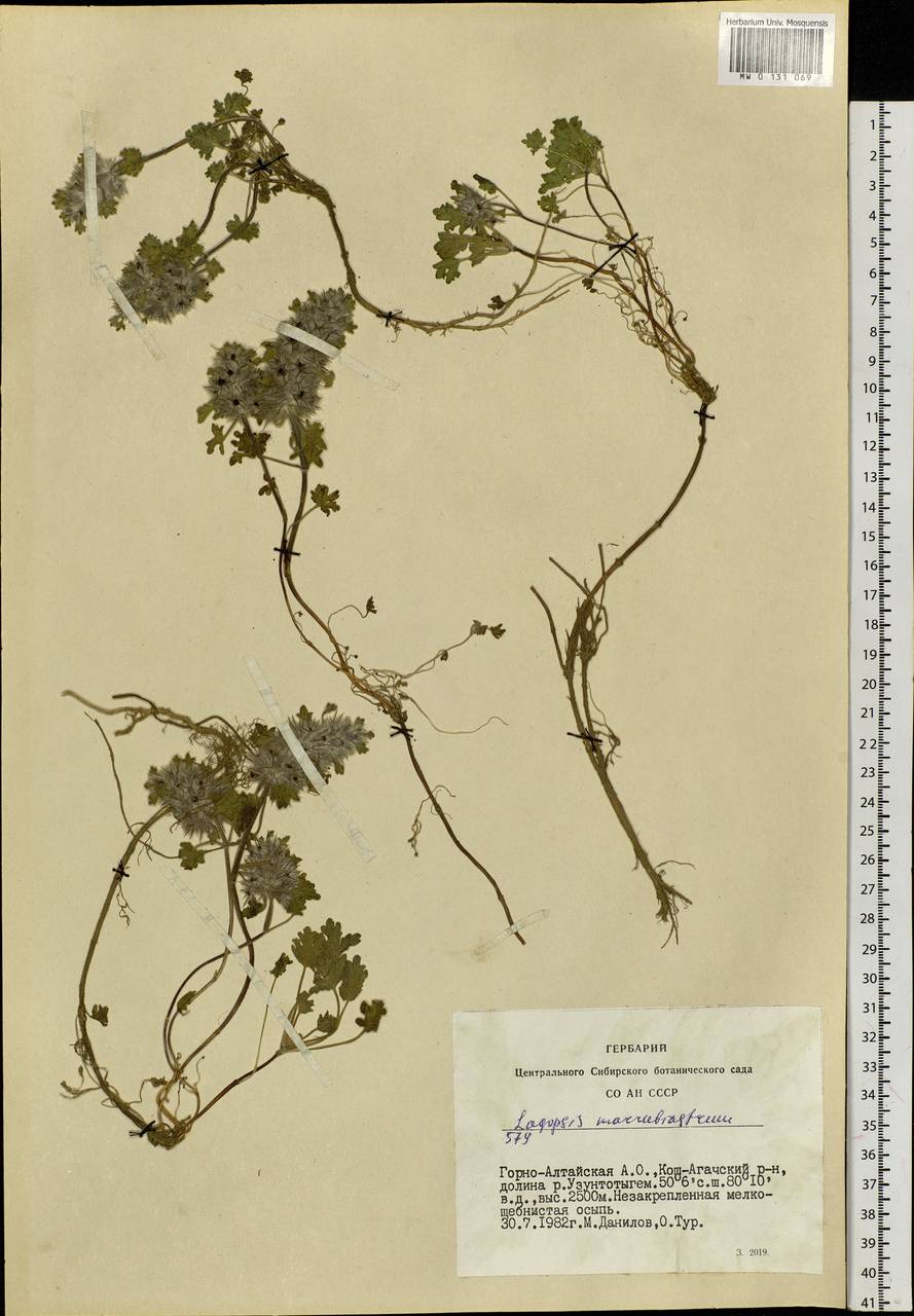 Lagopsis marrubiastrum (Stephan) Ikonn.-Gal., Siberia, Altai & Sayany Mountains (S2) (Russia)