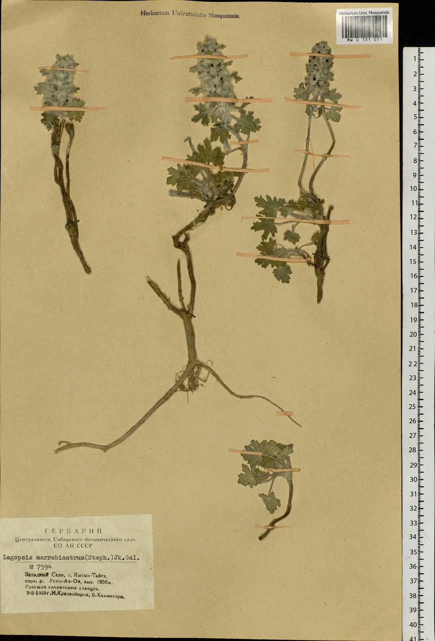 Lagopsis marrubiastrum (Stephan) Ikonn.-Gal., Siberia, Altai & Sayany Mountains (S2) (Russia)