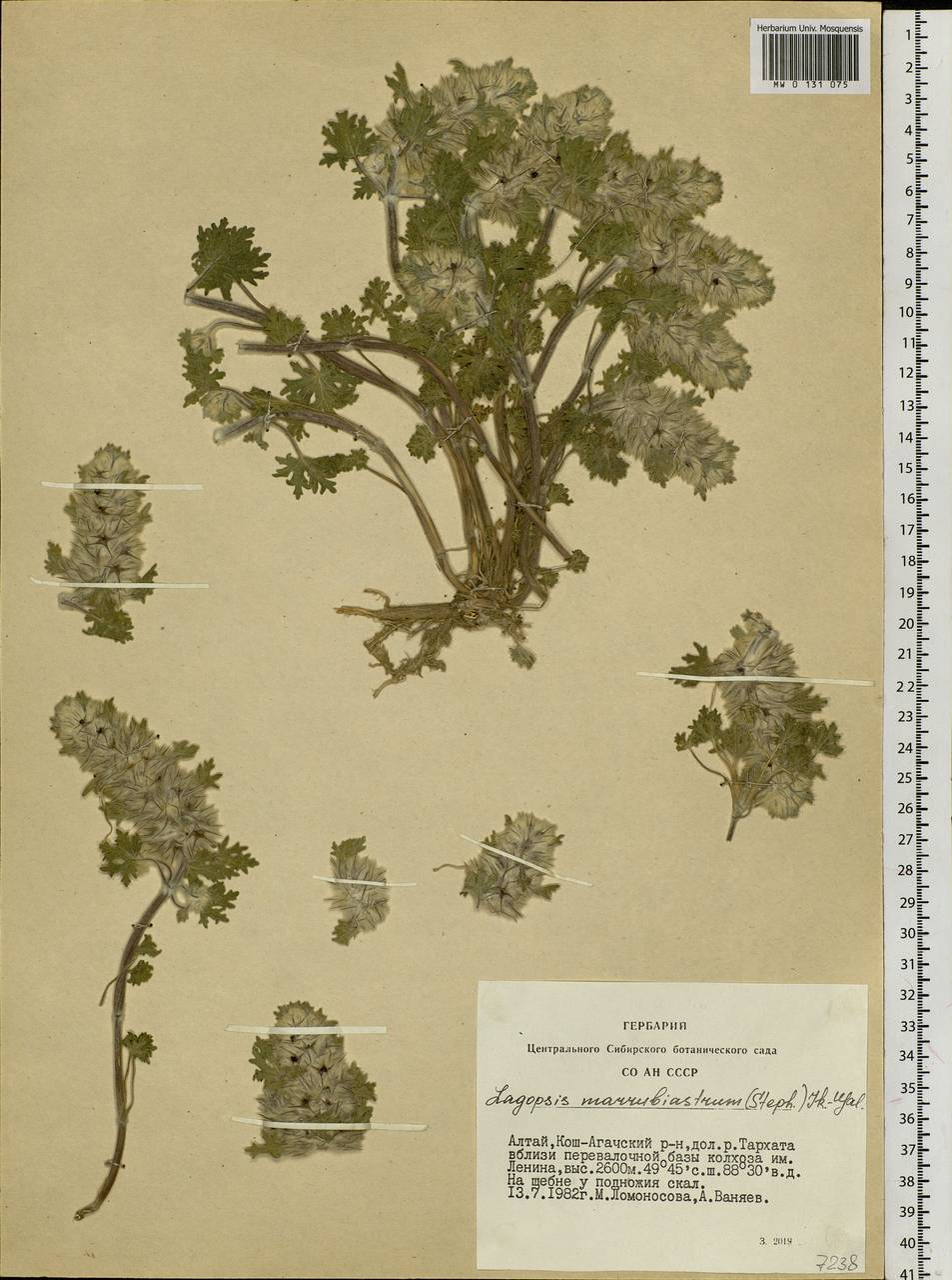 Lagopsis marrubiastrum (Stephan) Ikonn.-Gal., Siberia, Altai & Sayany Mountains (S2) (Russia)