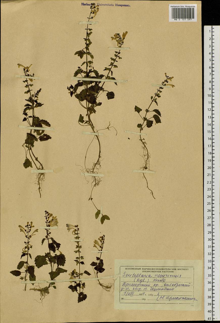 Scutellaria pekinensis var. ussuriensis (Regel) Hand.-Mazz., Siberia, Russian Far East (S6) (Russia)