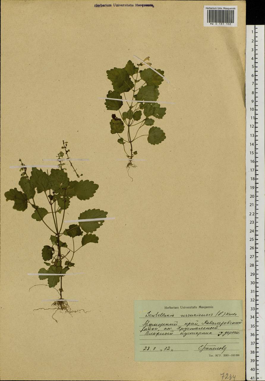 Scutellaria pekinensis var. ussuriensis (Regel) Hand.-Mazz., Siberia, Russian Far East (S6) (Russia)
