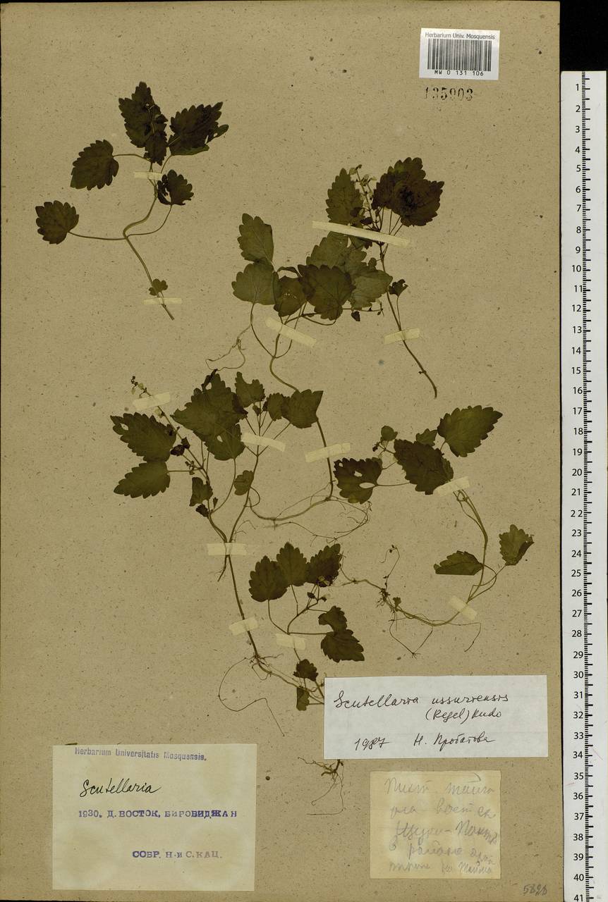 Scutellaria pekinensis var. ussuriensis (Regel) Hand.-Mazz., Siberia, Russian Far East (S6) (Russia)