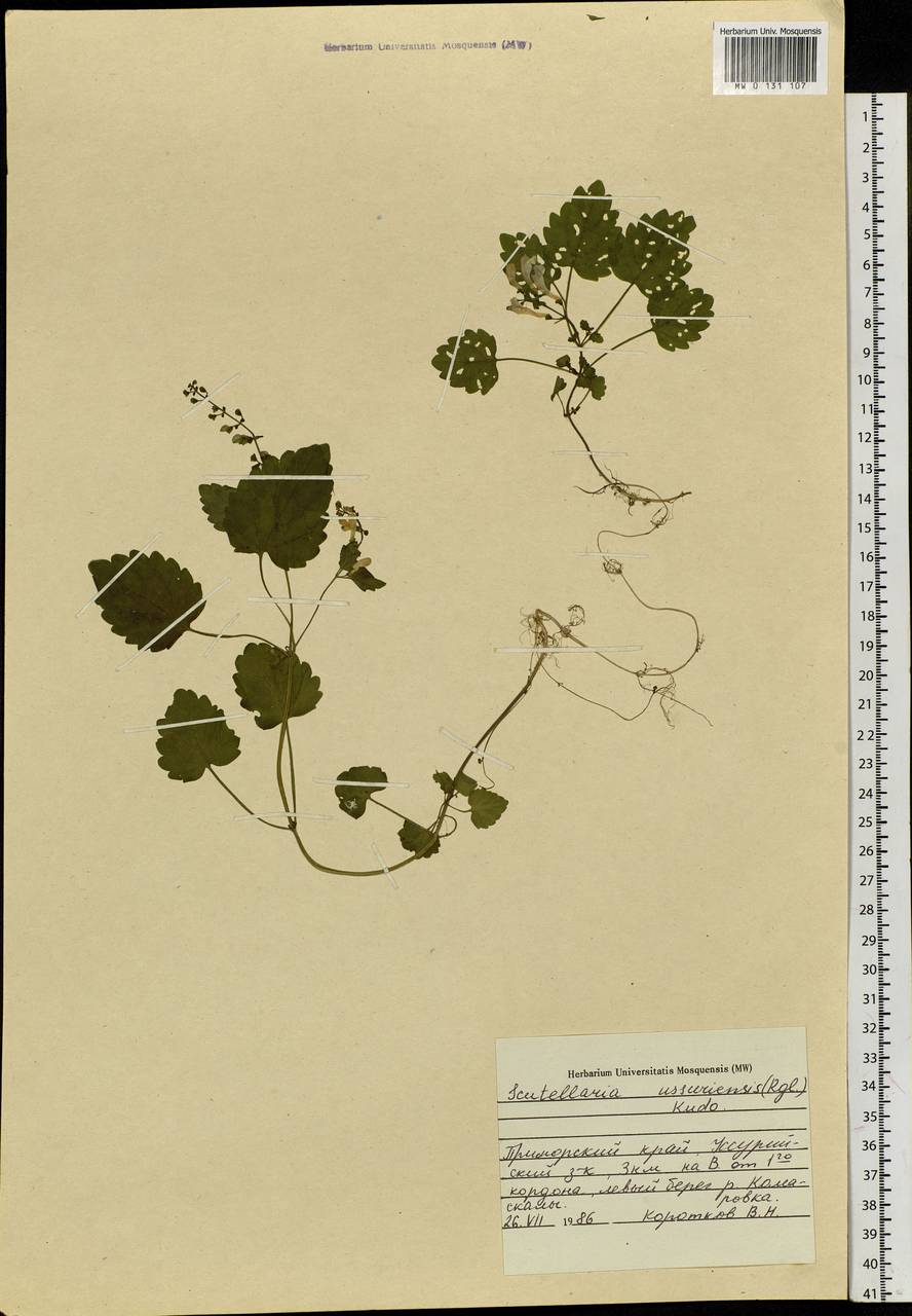 Scutellaria pekinensis var. ussuriensis (Regel) Hand.-Mazz., Siberia, Russian Far East (S6) (Russia)